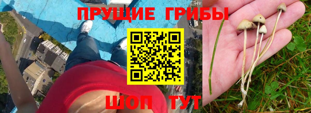 Галлюциногенные грибы Psilocybe  Вход с VPN  Елабуга 